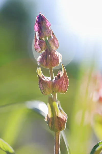 Herbal Garden - salvia floreciente en el jardín —  Fotos de Stock