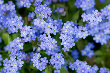Bahçe, bahar çiçekleri spring - unut beni değil çiçek