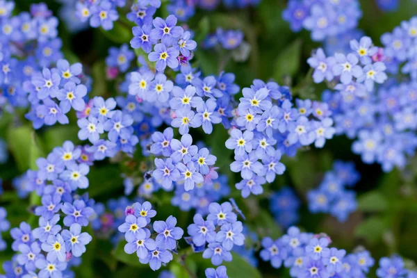 Spring garden, spring flowers - Forget me not flowers — Stock Photo, Image