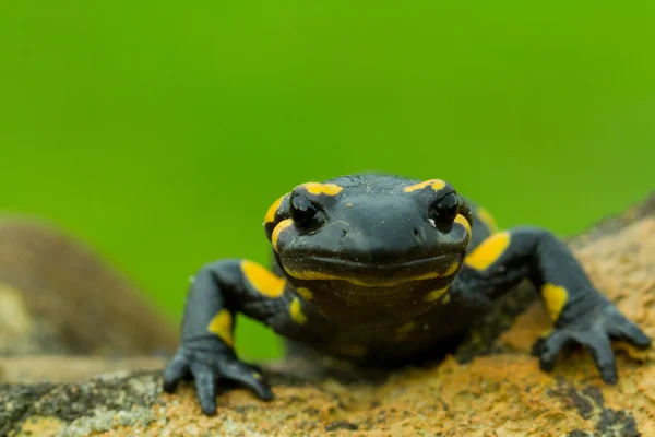 Salamander — Stockfoto