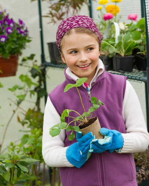 Trädgårdsskötsel, plantering - härlig tjej med jordgubbar plantor i växthuset — Stockfoto