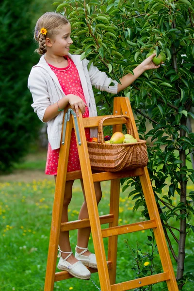 Boomgaard, fruits - mooi meisje plukken rijpe peer — Stockfoto