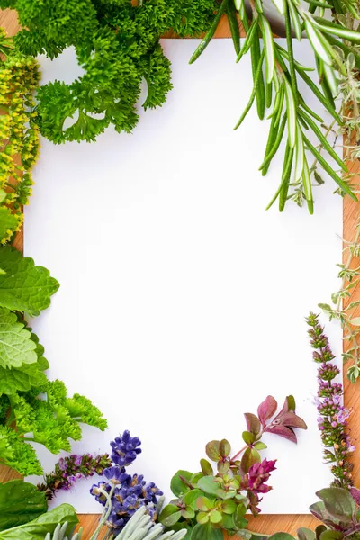 Herbs frame over white background — Stock Photo, Image