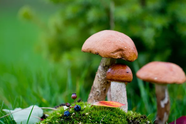 Funghi nel muschio — Foto Stock