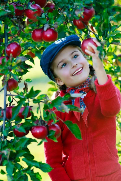 Orchard - flicka plocka röda äpplen — Stockfoto