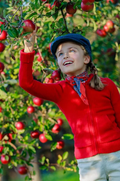 Orchard - flicka plocka röda äpplen — Stockfoto