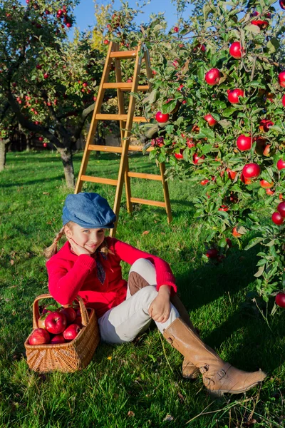 Apple orchard - meisje plukken rode appels in de mand — Stockfoto
