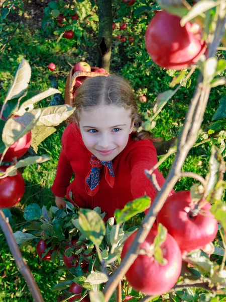 Huerto - niña recogiendo manzanas rojas —  Fotos de Stock