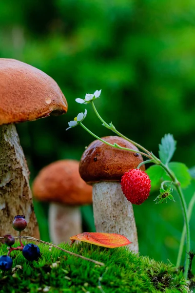 Mushrooms in the moss — Stock Photo, Image