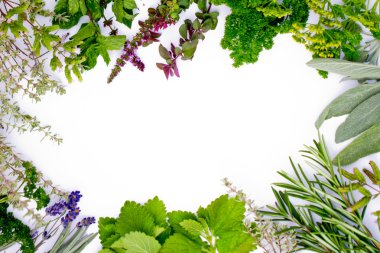Herbs frame over white background clipart