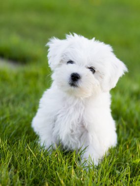 köpek yavrusu - bahçede oynarken sevimli köpek yavrusu