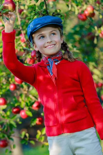 Huerto - niña recogiendo manzanas rojas en la cesta —  Fotos de Stock