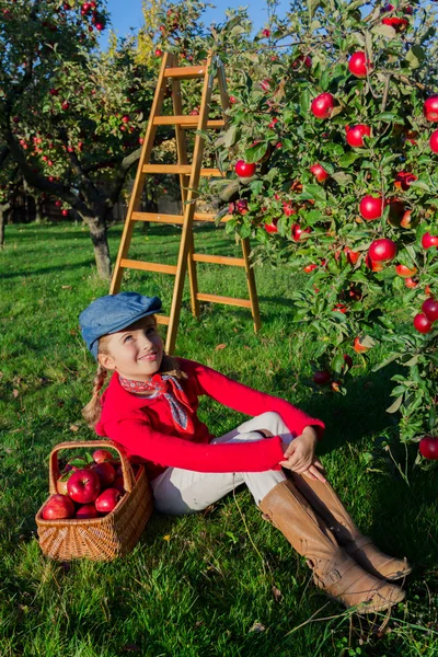 Apple orchard -  girl picking red apples into the basket — Stock Photo, Image