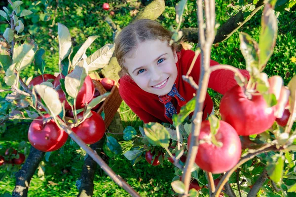 Huerto - niña recogiendo manzanas rojas en la cesta — Foto de Stock