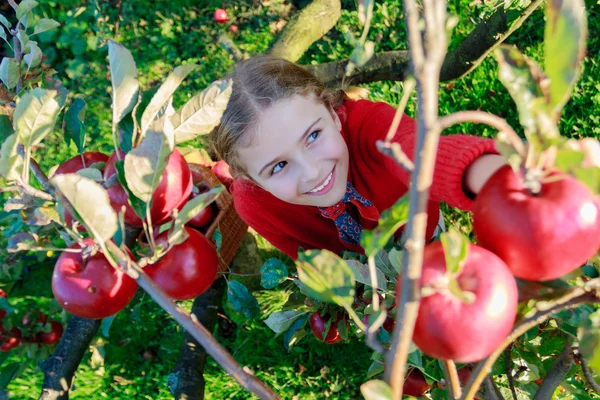 Orchard - flicka plocka röda äpplen i korgen — Stockfoto