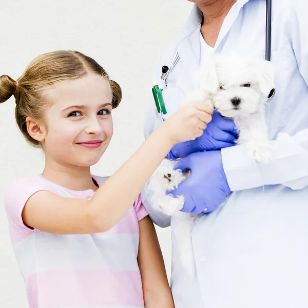 Cuidado veterinario - chica encantadora con su cachorro maltés para el veterinario — Foto de Stock