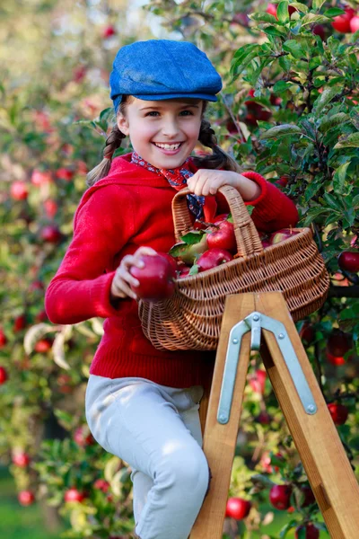 Äppelodling - flicka plocka röda äpplen i korgen — Stockfoto