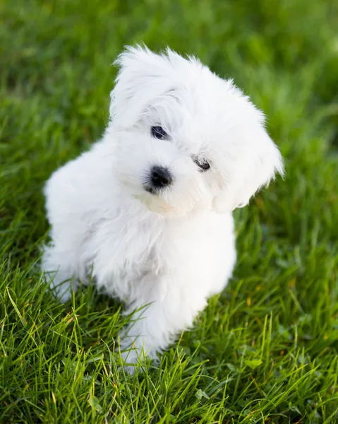 Puppy - cute puppy playing in the garden — Stock Photo, Image