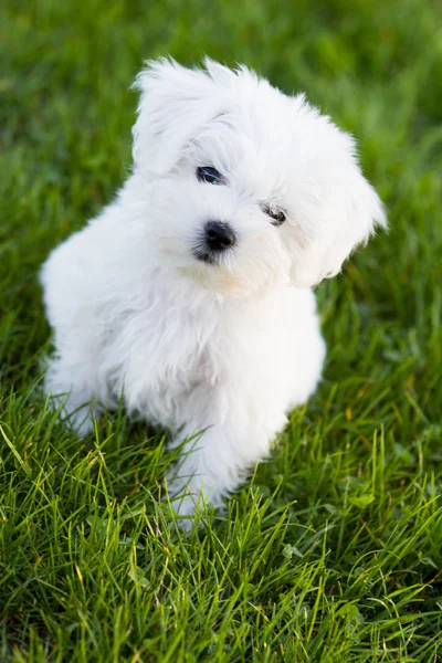 Puppy - cute puppy playing in the garden — Stock Photo, Image