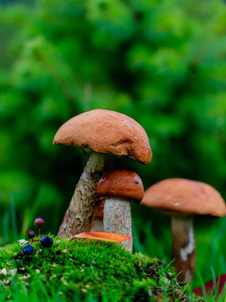 Funghi nel muschio — Foto Stock