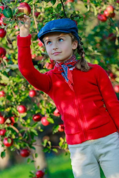 Verger - fille cueillette des pommes rouges dans le panier — Photo