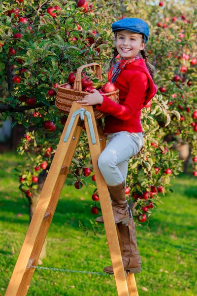 Maçã pomar - menina pegando maçãs vermelhas na cesta — Fotografia de Stock