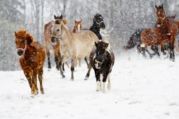 Cavalli in inverno — Foto Stock