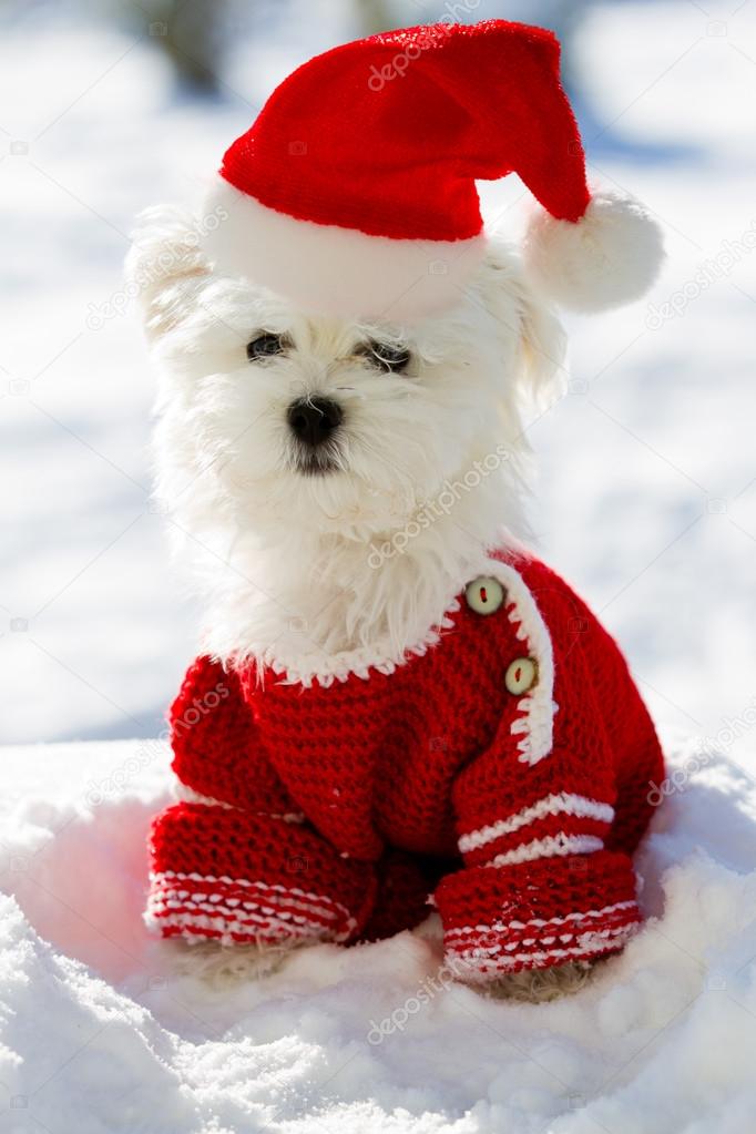 Christmas puppy, winter portrait of Maltese puppy