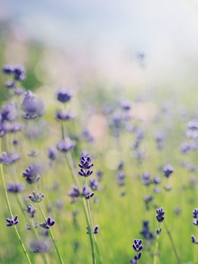 Bitkisel Bahçe - lavanta Bahçe çiçekli