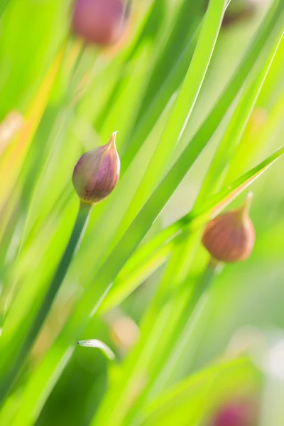 Chives blooming in the garden — Stock Photo, Image