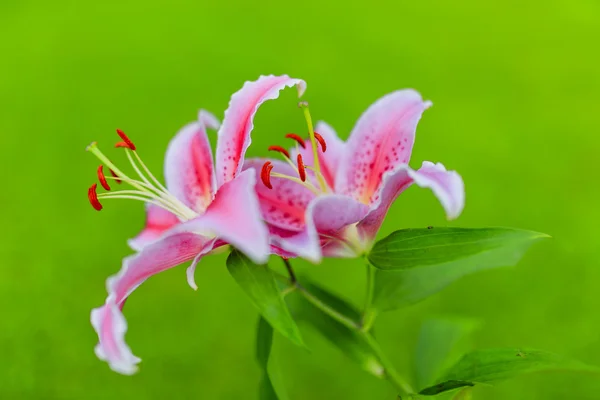 Liljor i trädgården — Stockfoto
