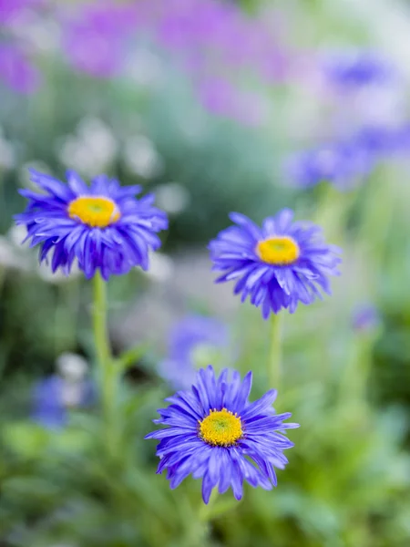 Καλοκαιρινό κήπο - aster λουλούδια στον κήπο — Φωτογραφία Αρχείου