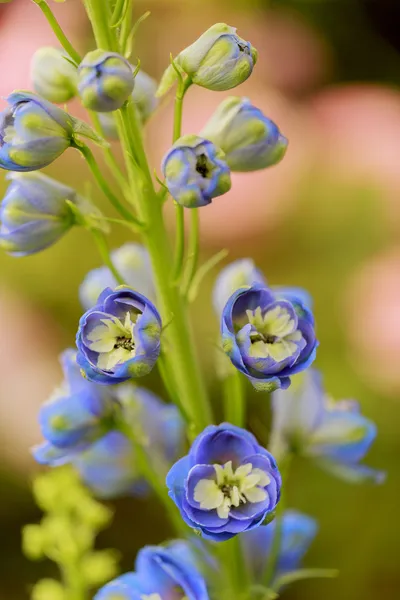 Delphinium flores no jardim — Fotografia de Stock