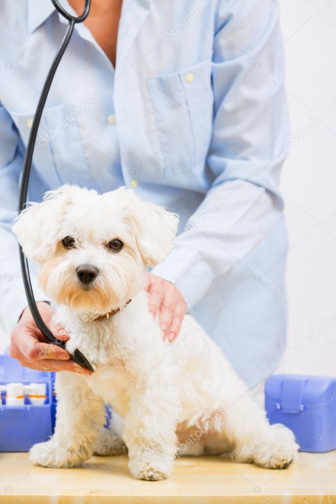 Veterinary treatment - lovely Maltese dog and veterinary