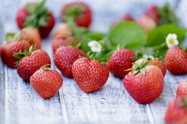 Erdbeere - frisch gepflückte Erdbeeren im Garten — Stockfoto