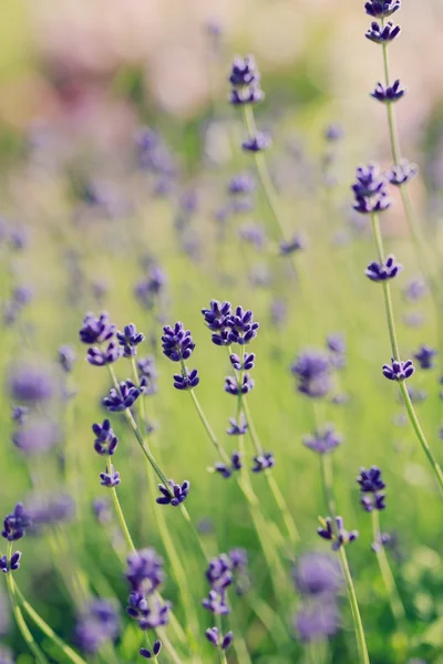 Örtagården - blommande lavendel i trädgården — Stockfoto