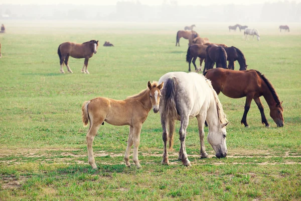 Gesloten voor de lunch — Stockfoto