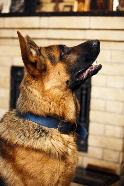 German Shepherd — Stock Photo, Image