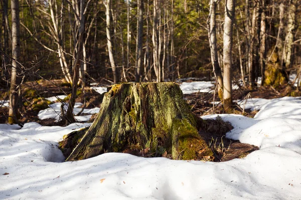 Lonely tree stump