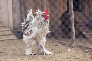 çitin yanında güzel horoz.