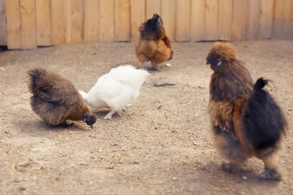 सुंदर तपकिरी कोंबडी — स्टॉक फोटो, इमेज