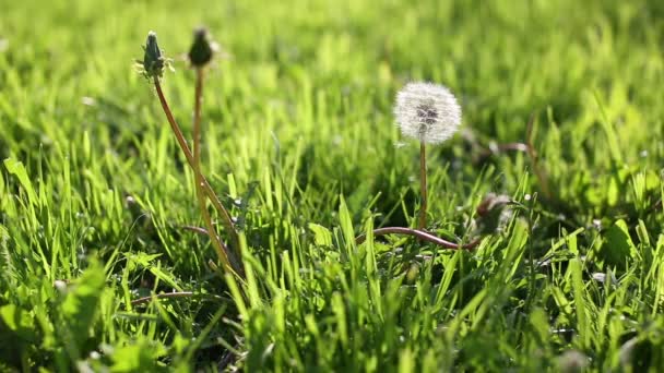 Diente de león soplado por el viento — Vídeos de Stock