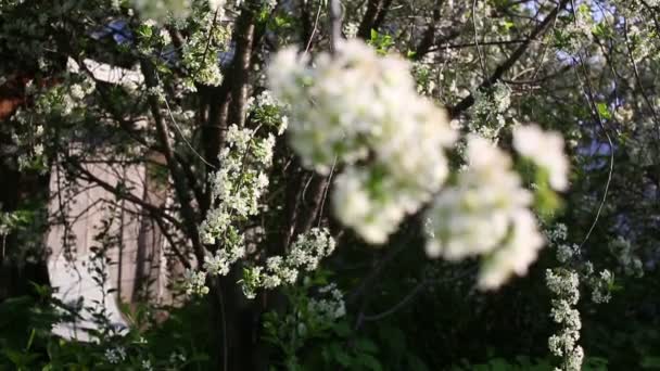 Цветок вишни. Изменение фокуса — стоковое видео