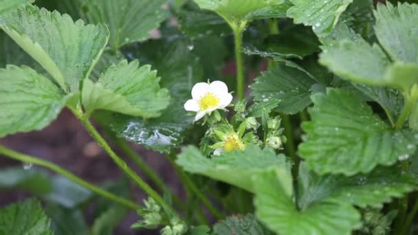 Gotas de lluvia cayendo sobre la planta de fresa en flor — Vídeos de Stock