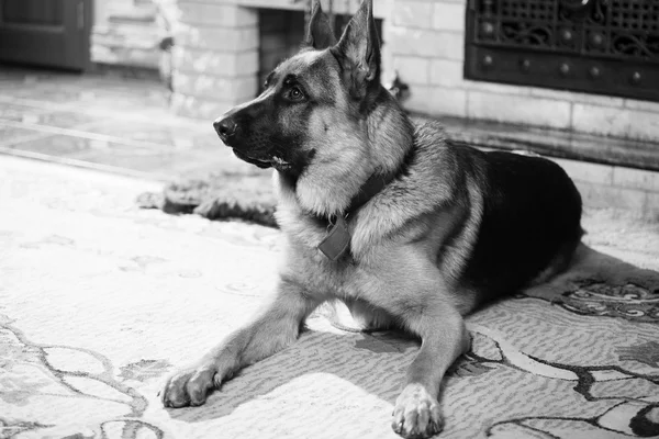 Deutscher Schäferhund — Stockfoto