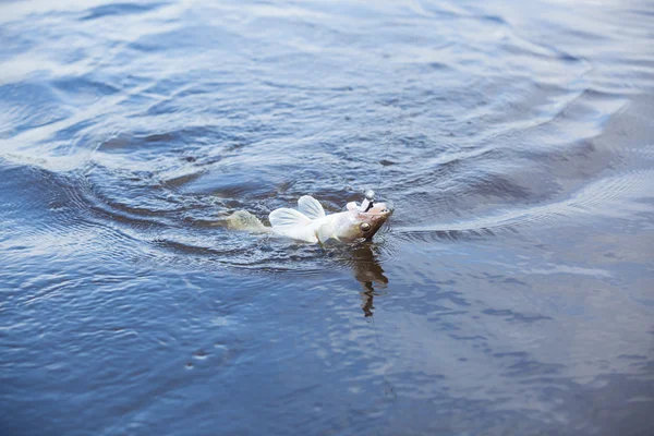 Fisch am Haken — Stockfoto