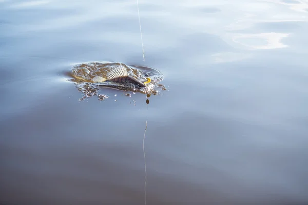 Vis aan de haak — Stockfoto