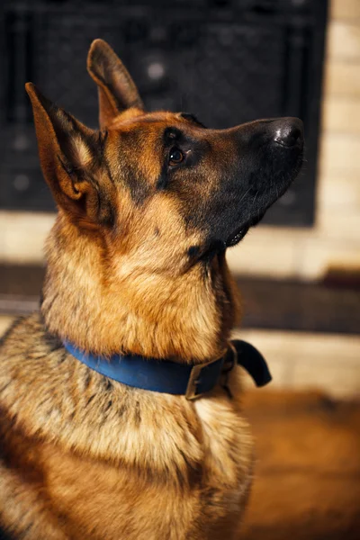 German Shepherd — Stock Photo, Image