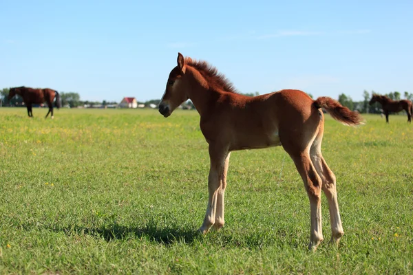 Peeing foal — Stock Photo, Image