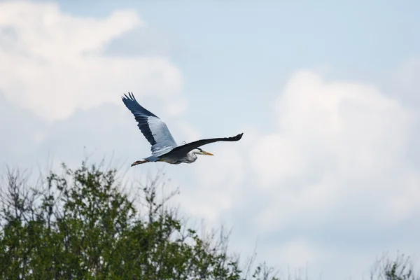 Garza volando — Foto de Stock